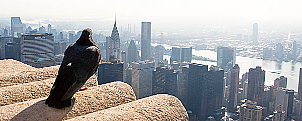 web Y2T7044 
 New York, New York. Pigeon sitting on a hot roof atop the Empire State Building admiring the panoramic east view with the Chrysler building and river. 
 Keywords: pigeon roof chrysler building empire state building panorama