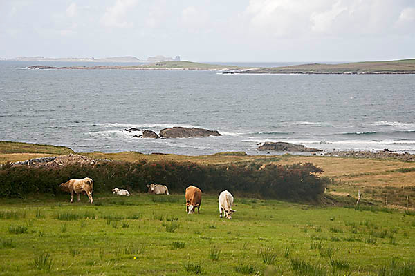 WY2T5221 
 Cattle grazing Donegal.