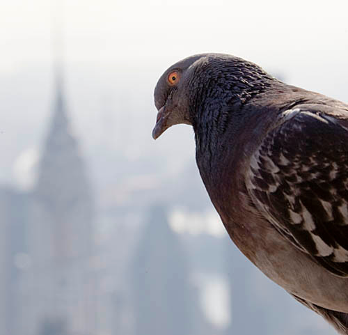 web Y2T7071 
 New York, New York. Portrait of a pigeon looking into the camera lens atop the Empire State Building with the Chrysler building out of focus in the background. 
 Keywords: pigeon roof chrysler building empire state building panorama